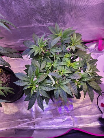 2 Week Old Babies — vegetative, day 14