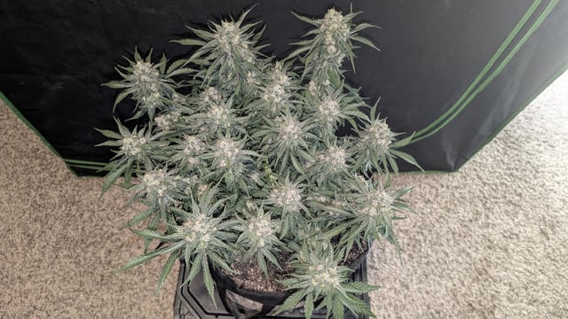 Perpetual Autoflower Mixed Grow #3 — flower, day 58