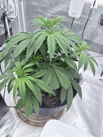 Blue Dream Grow — vegetative, day 16