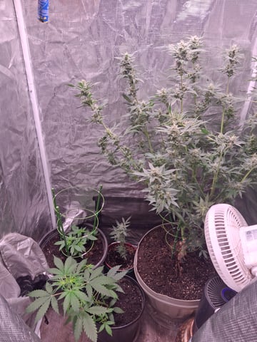 Queen B  — vegetative, day 37