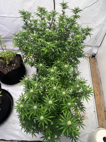 Indoor Grow  — flower, day 68