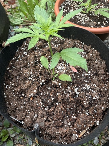 Rc Exotics — vegetative, day 26