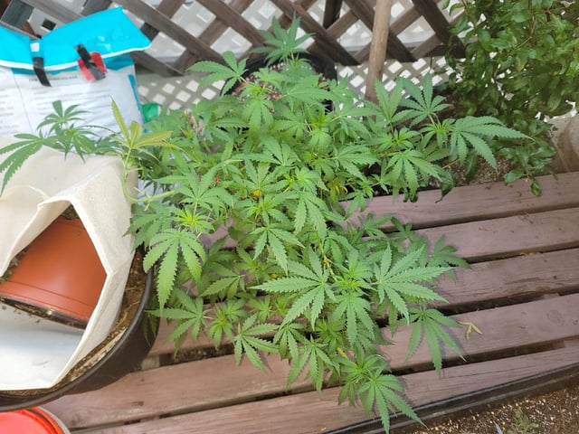 Ghetto Growing — flower, day 43