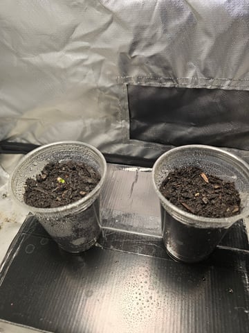 Jenny Kush photoperiod — germination, day 4