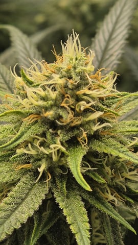 lilac diesel Rbx2 — flower, day 99