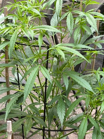 purple punch  — vegetative, day 19