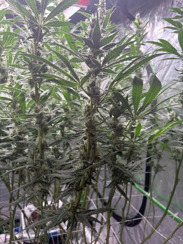 First Grow (Hydro) — flower, day 120