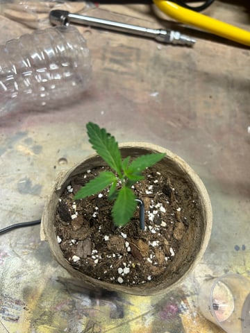 First ever grow — seedling_rooting, day 19