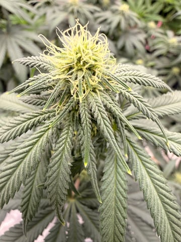 BloodMoon Gelato — flower, day 78