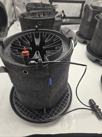 1st Grow 4x4 — harvest, day 69