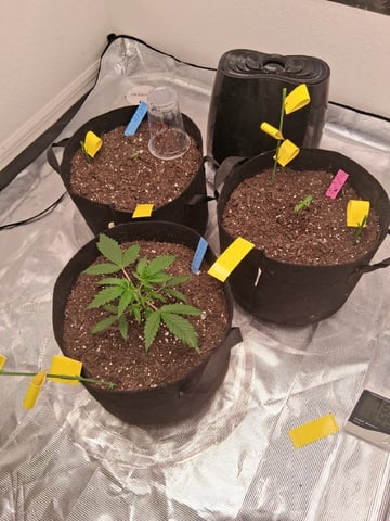 Seedman mix auto & seedman mix auto & GodFather OG — seedling_rooting, day 19
