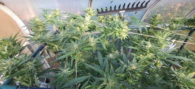 1st grow (green house)(natural) — flower, day 114