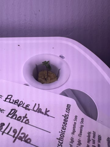 Inside Mother Plants — seedling_rooting, day 7