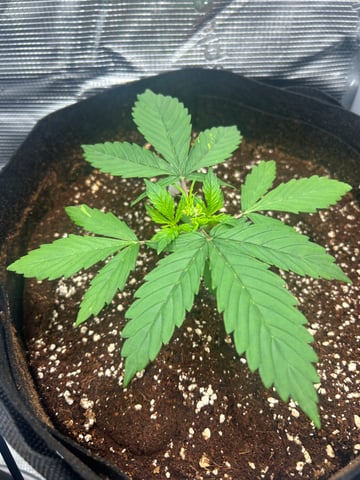 sticking to basics second grow — vegetative, day 12
