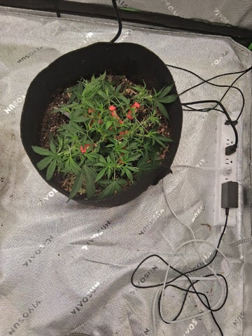 White Widow — vegetative, day 42