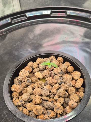 DWC  — seedling_rooting, day 7
