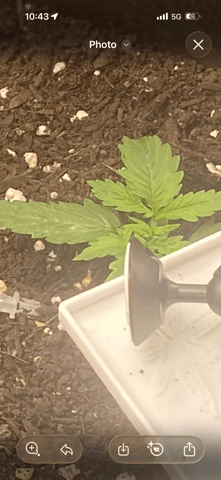 Bruce Banner (Auto) — vegetative, day 7