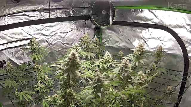 Blue — flower, day 15