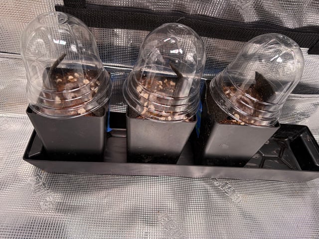 Round 1.5 — germination, day 1