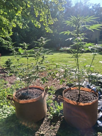 First Indoor Grow  — flower, day 79