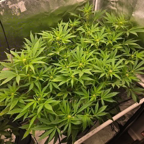 Spider-Farmer Hydro — flower, day 46