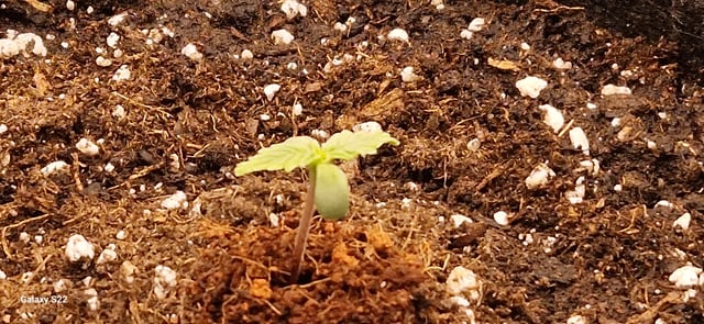 ROUND 1 — seedling_rooting, day 1