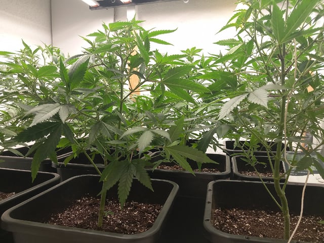 10x Critical Feminisiert from Ganjafarmerseeds  — vegetative, day 59