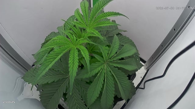Blue Dream