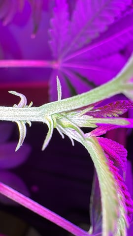 OG Kush — vegetative, day 49