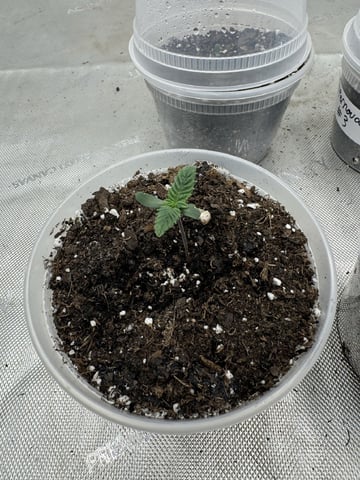 PBB and SN — seedling_rooting, day 9
