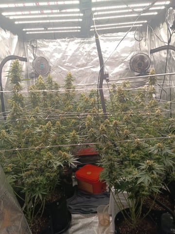 Master Kush — flower, day 110