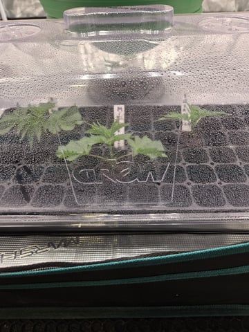  Insane OG — vegetative, day 26