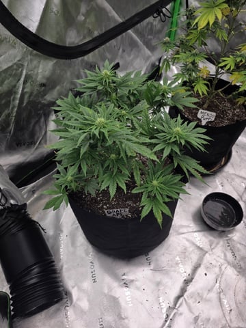 Summer 2026 Grow — flower, day 36