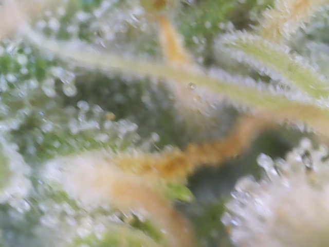 Experiment Time — flower, day 68