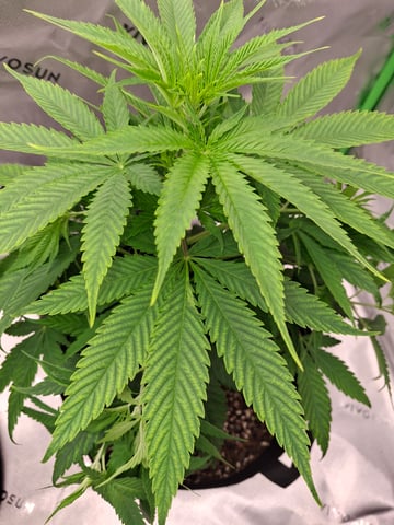 Do Si Dos -Cookies — vegetative, day 51