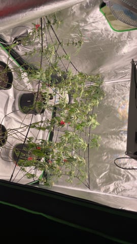 blueberry cupcake  — flower, day 92