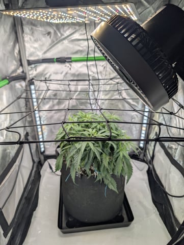 C99 Clone