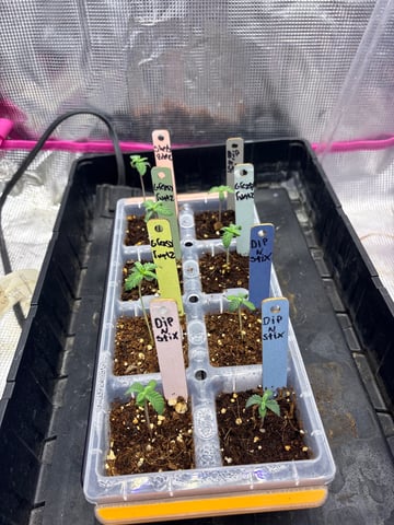 Grow #2 2x2x4 — germination, day 12