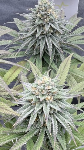 Blue Dream Grow — flower, day 79