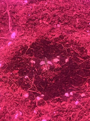 SOUR APPLE (2nd attempt) — seedling_rooting, day 9