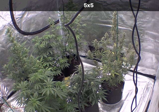 5’x5’ — flower, day 21