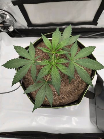 Critical Runtz ( Sensi Seeds ) — vegetative, day 12