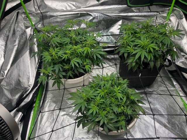 Autoskunk and OG Kush — flower, day 46