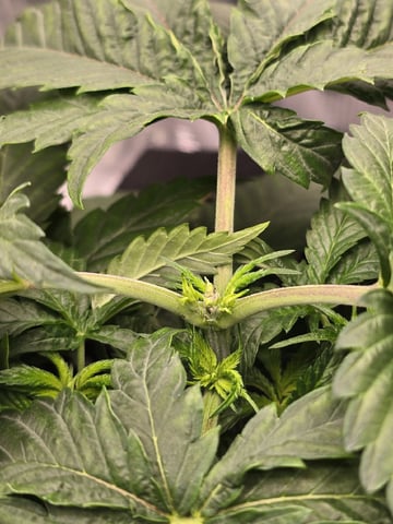 mc nuggets r1 — vegetative, day 24