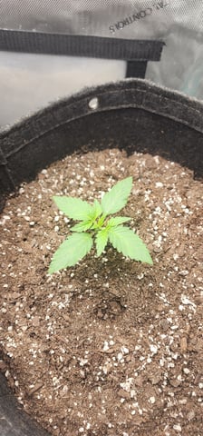 FastBuds Trainwreck Auto — vegetative, day 16