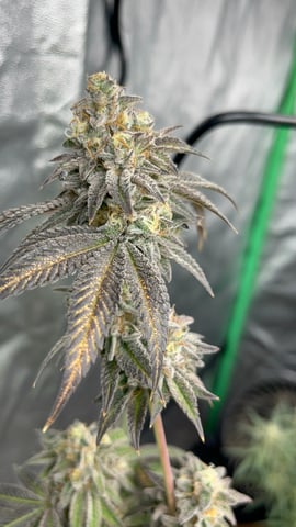 CB (Fem Photo) — flower, day 83