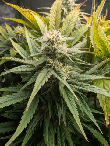 First Legal Grow — flower, day 119