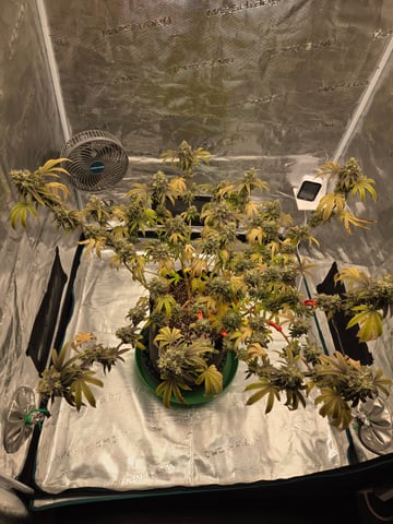2nd Grow 3x5 tent — flower, day 135