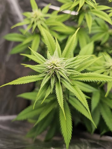 Jenny Kush photoperiod — flower, day 110