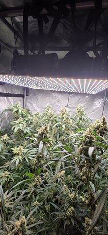 strawberry guava bx — flower, day 22